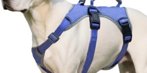 Huntboo Arnes Perro Pequeño Mediano