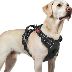 rabbitgoo Arnes Perro Mediano con 3